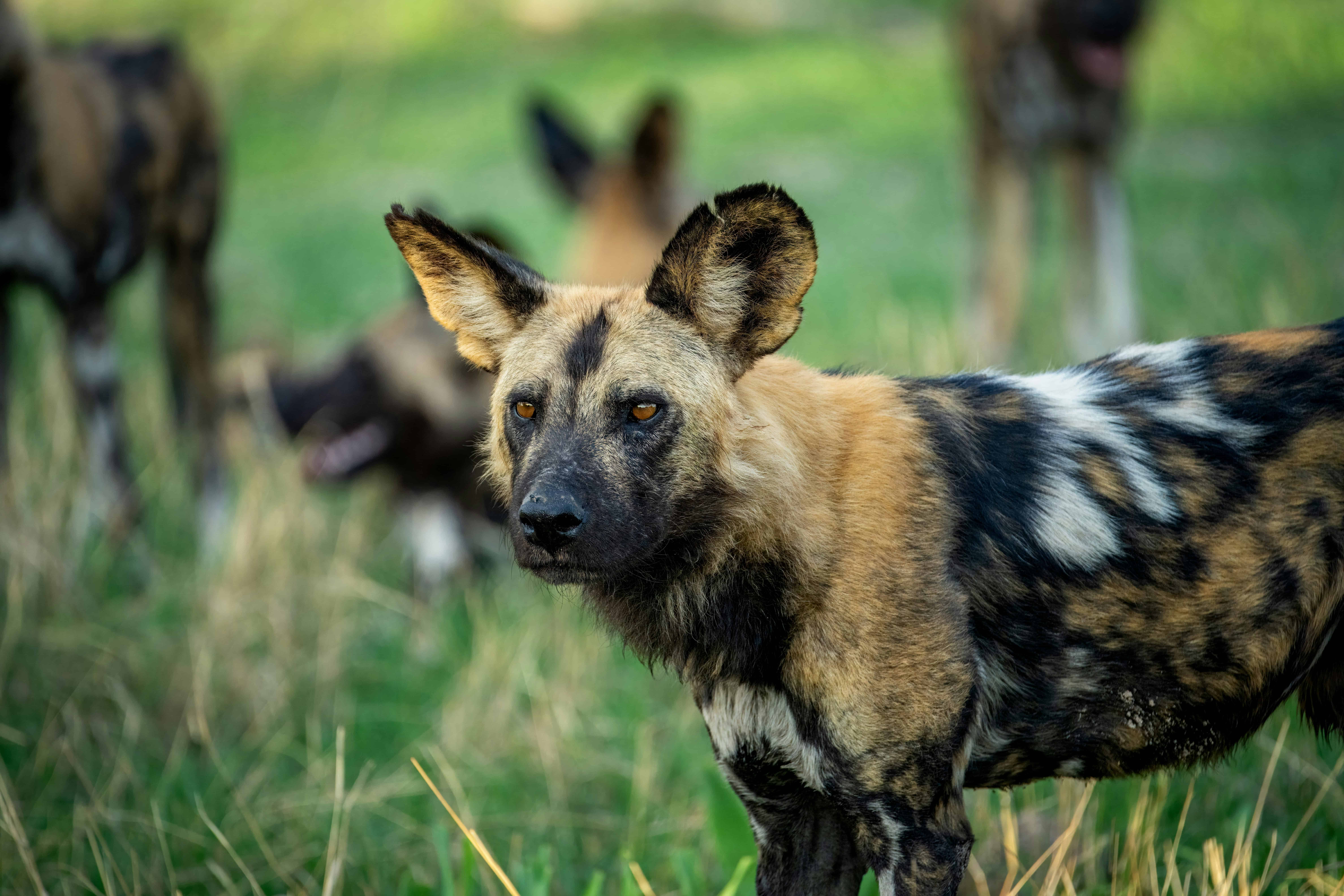 Untamed Africa: The Nature and Wildlife Quiz
