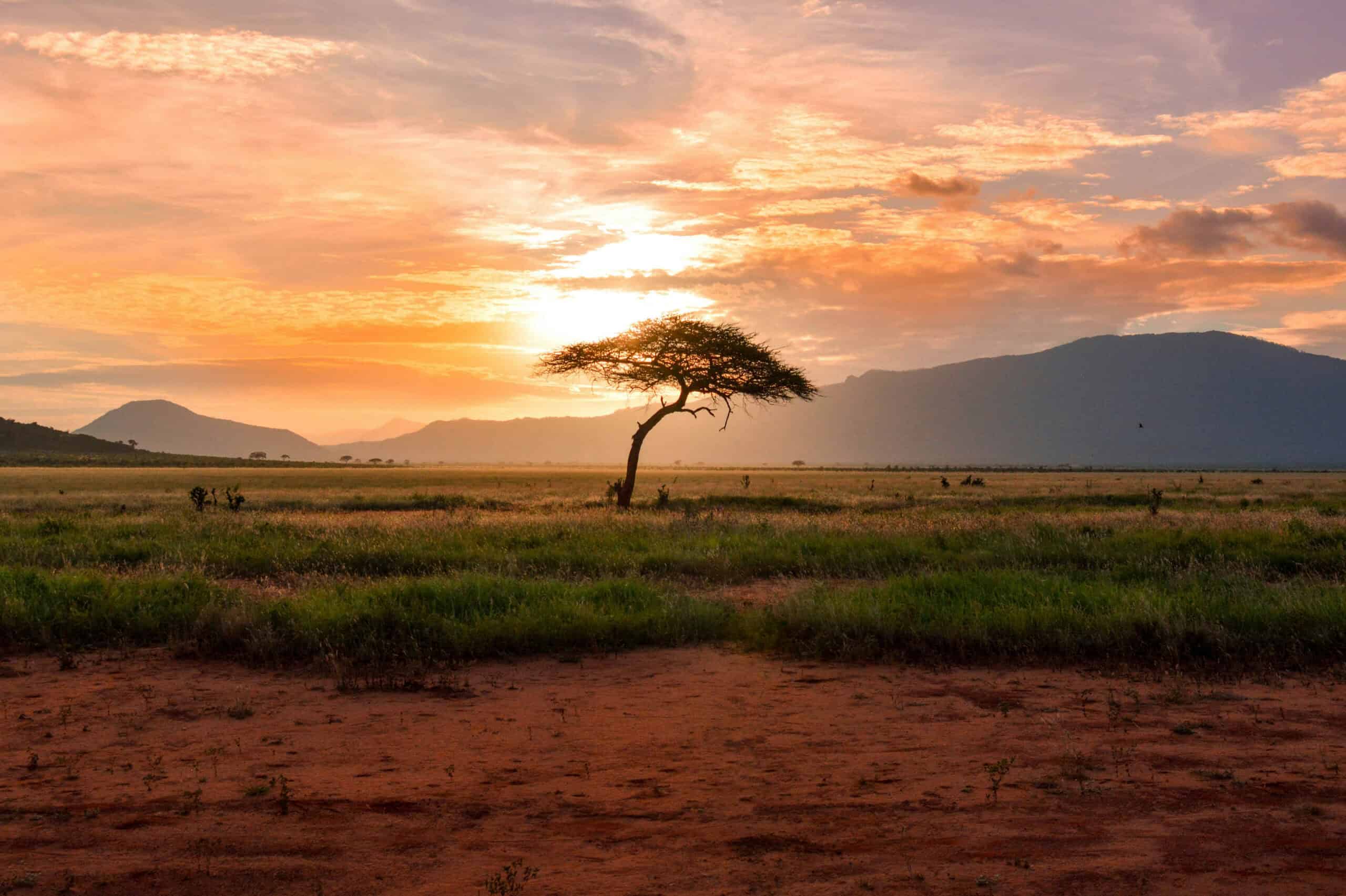 Sunset over the African savannah featuring a solitary acacia tree and distant mountains, creating a.