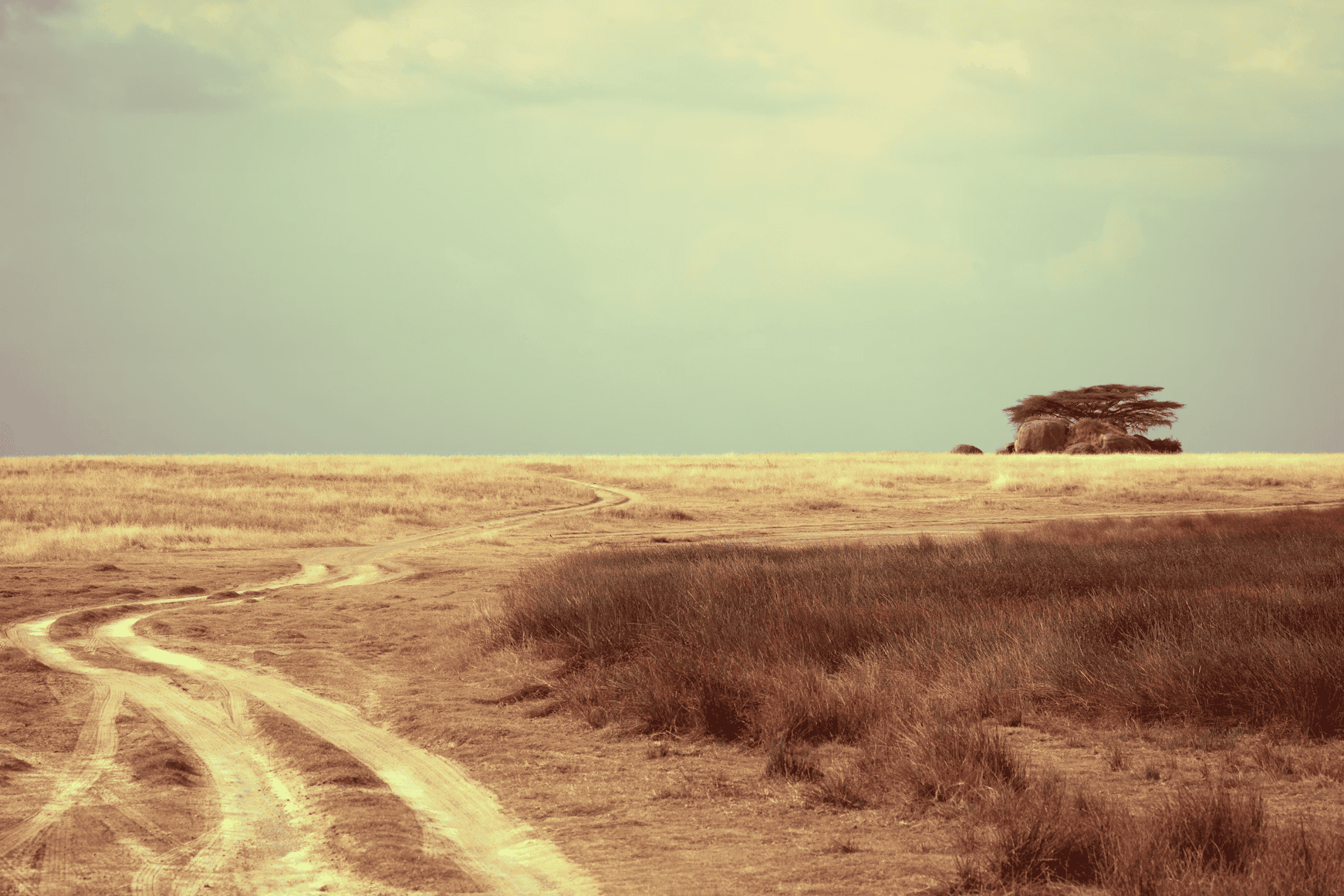 Serengeti National Park Safari: Best Time to Visit, Costs, and Wildlife Expectations