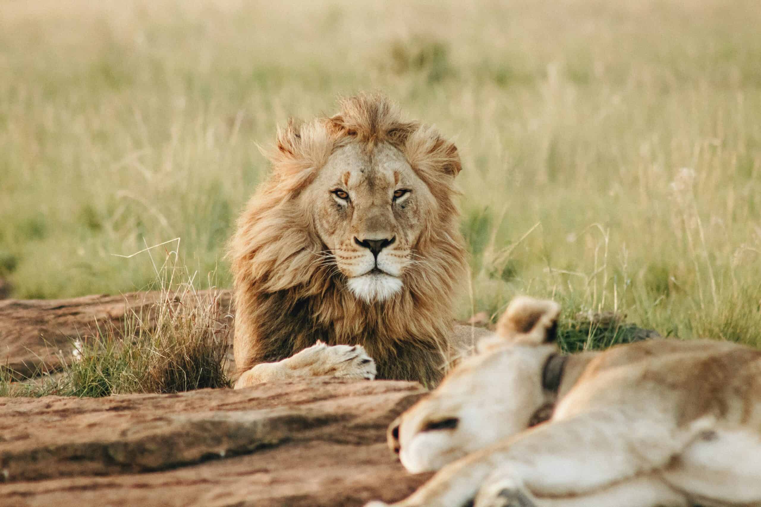 Wild Africa: The Nature and Wildlife Quiz