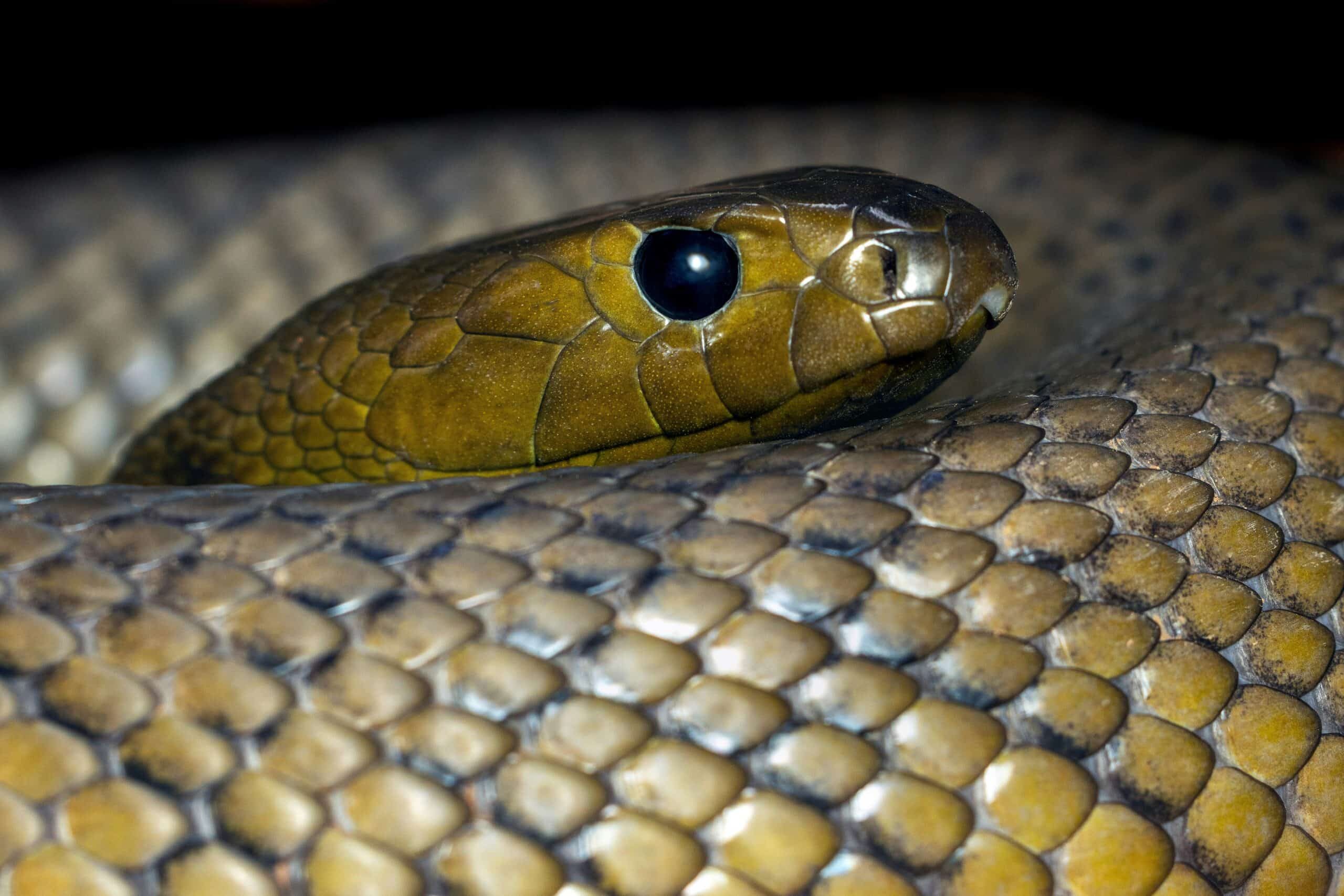 Blimey! The Australian Wildlife Quiz