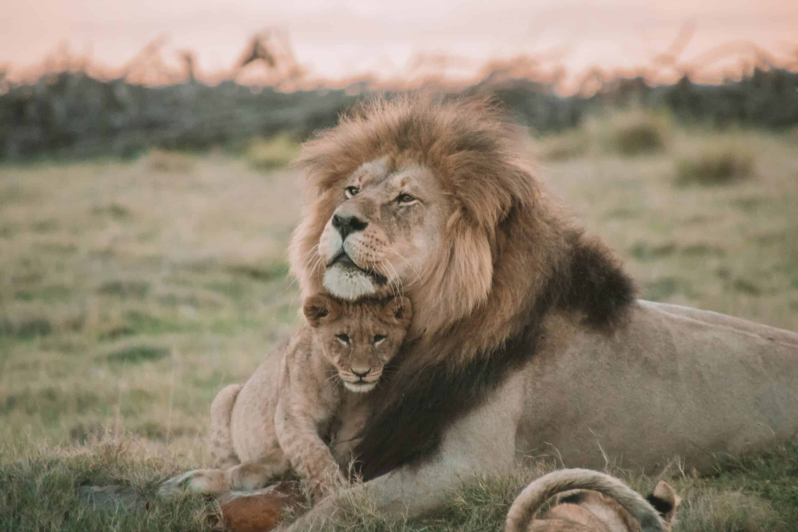 Untamed Africa: The Nature and Wildlife Quiz