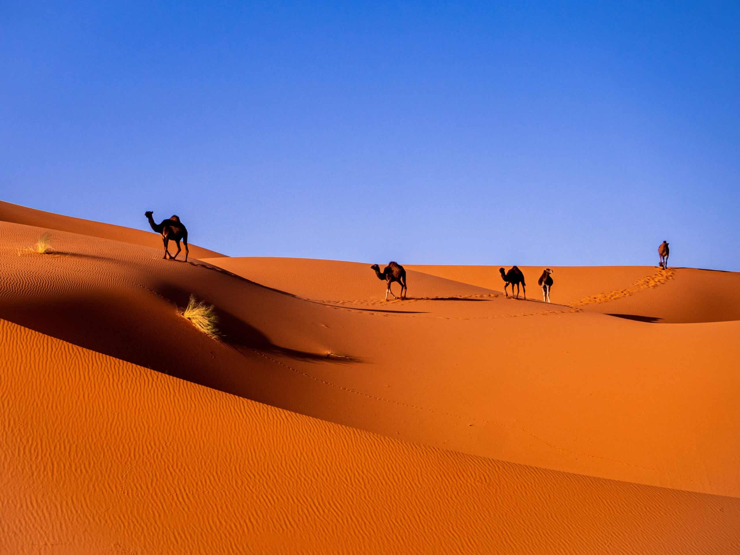Sand Sun and Sahara: The North Africa Quiz