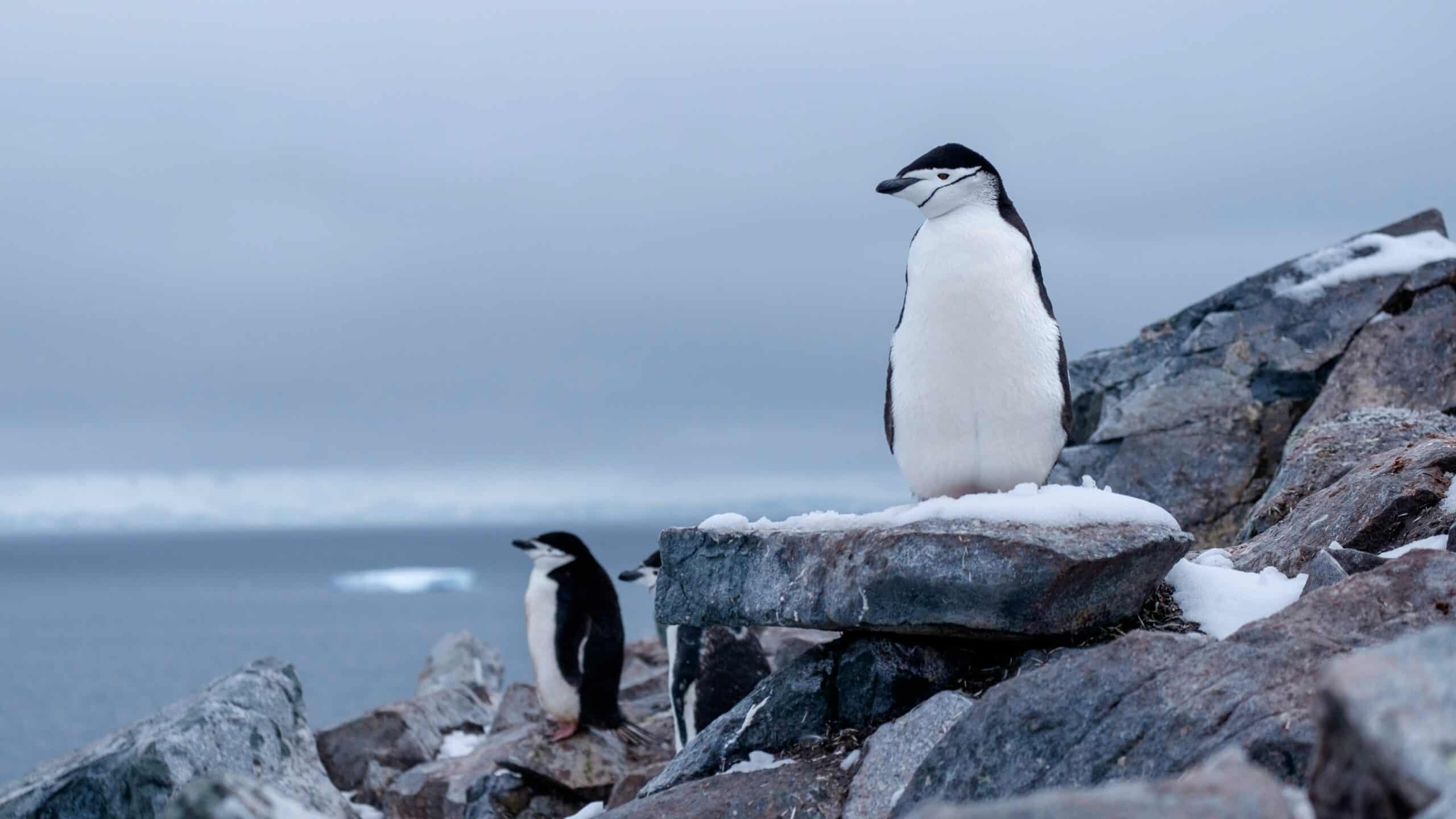 Life on the Ice: The Antarctic Wildlife Quiz