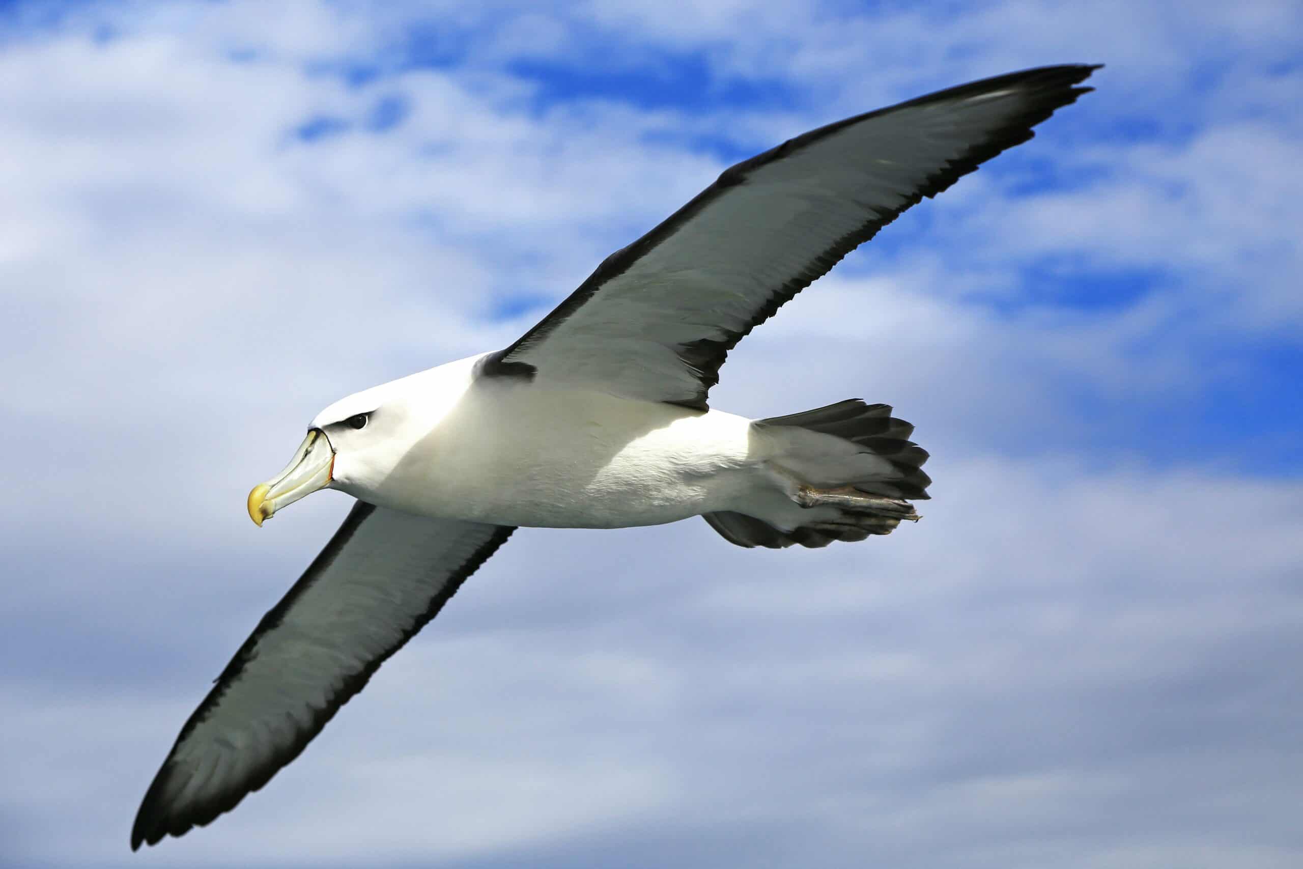 Built for the Cold: The Antarctic Wildlife Quiz