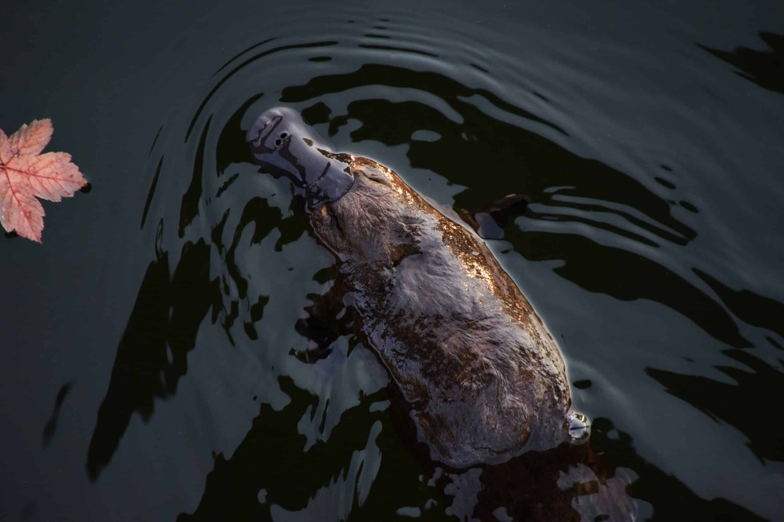 Crikey! The Australian Wildlife Quiz