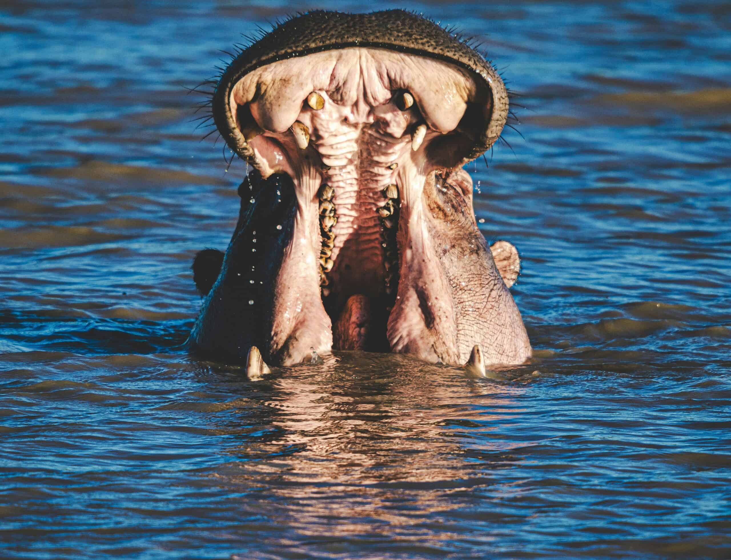 Beyond the Serengeti: The East Africa Quiz