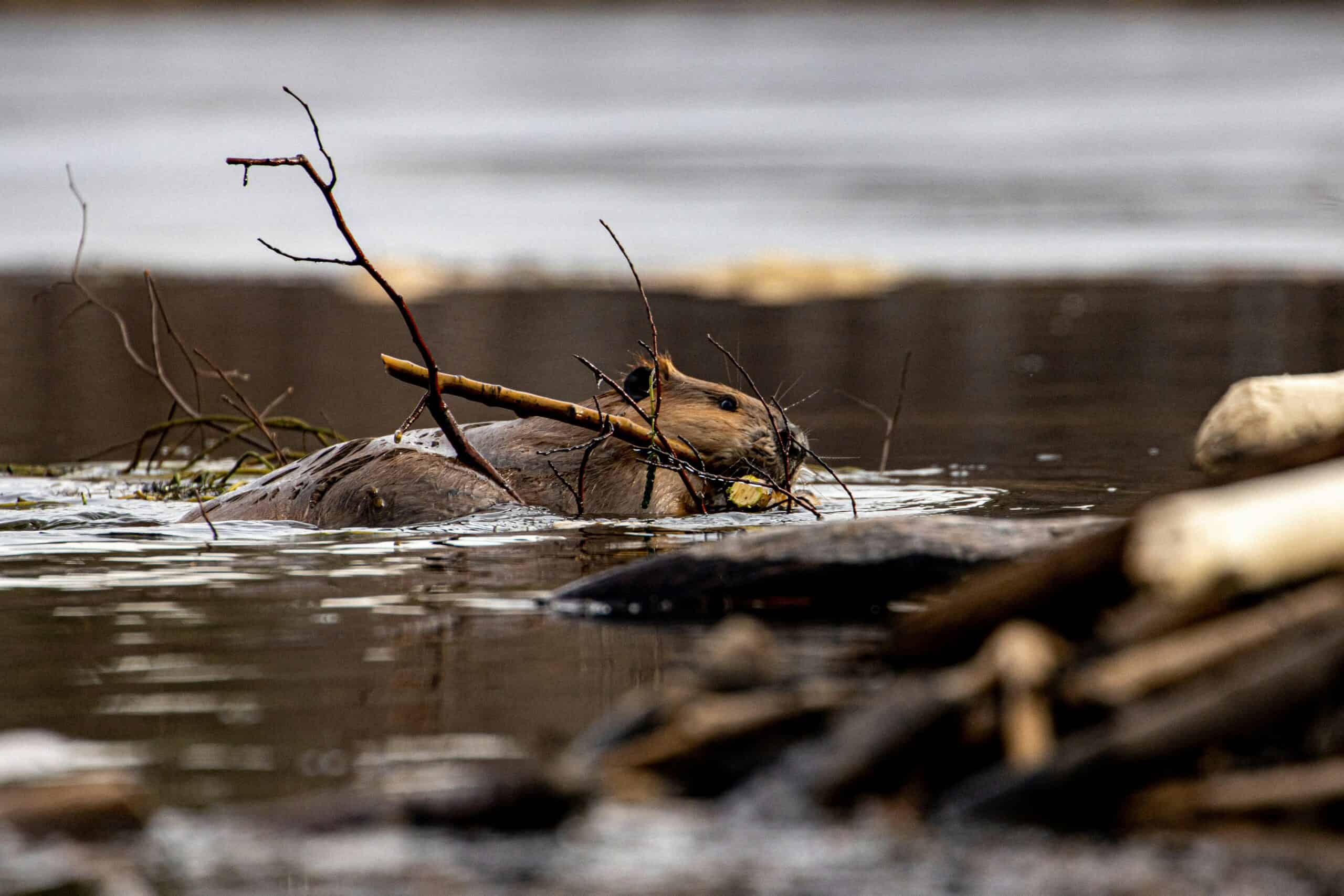 Untamed North America: The Wildlife Quiz