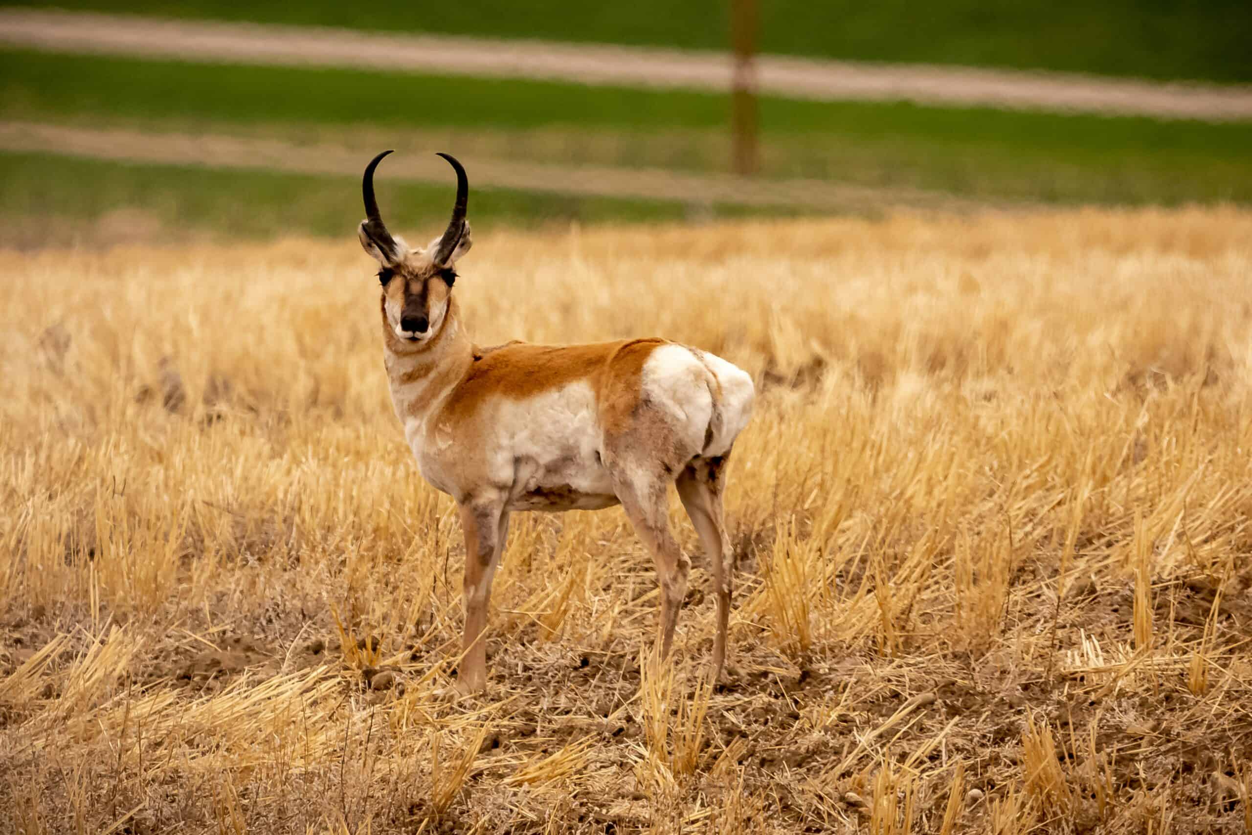 Wild North America: The Wildlife Quiz