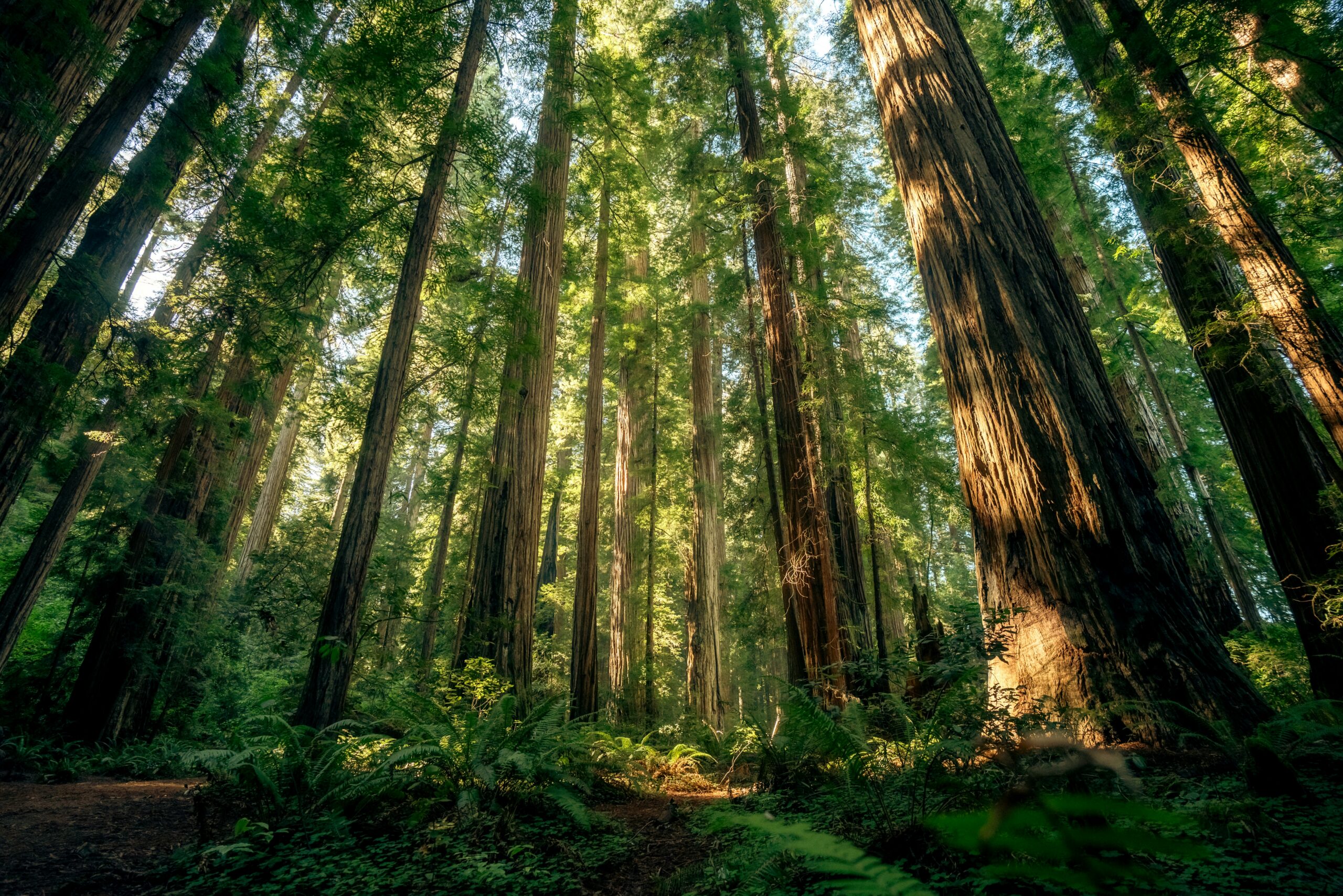 Redwoods, Gold Rush, and Hollywood: The California Quiz